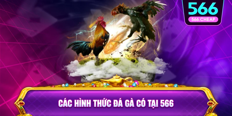Quy Tắc Thi Đấu Trong Đá Gà 566
