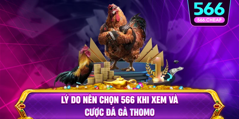 Lý do nên chọn đá gà thomo tại 566