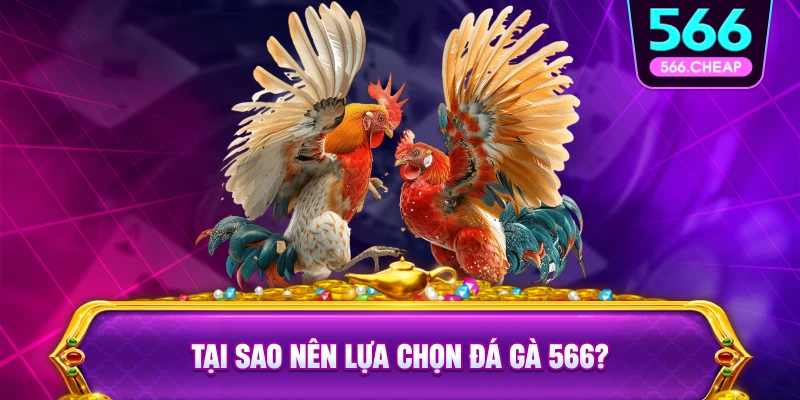 Tại Sao Nên Tham Gia Đá Gà 566?